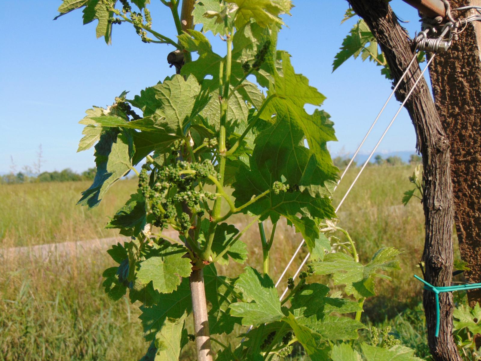 primavera 1