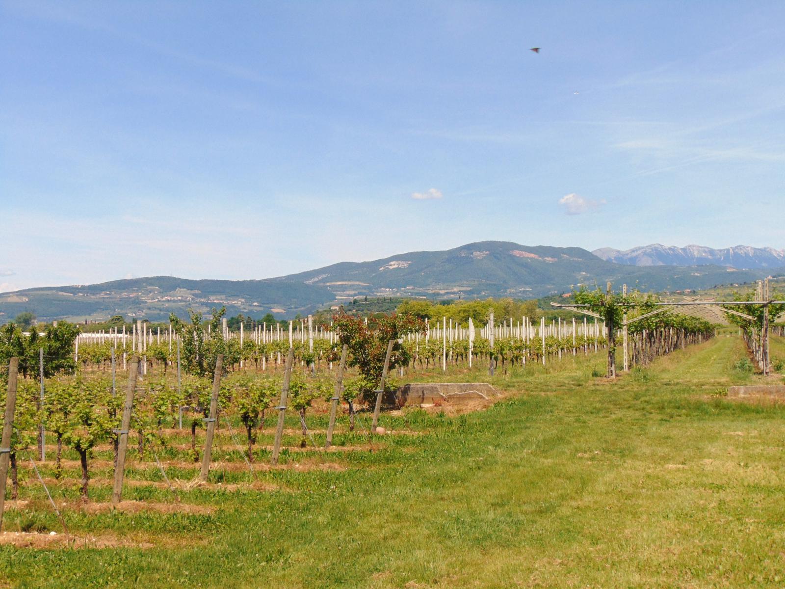 primavera 3